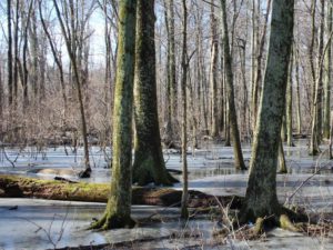 Wetland Exploration @ Coyote Run Farm