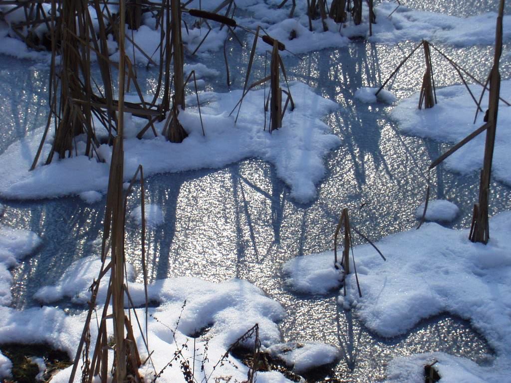 Pond at Mambourg Park