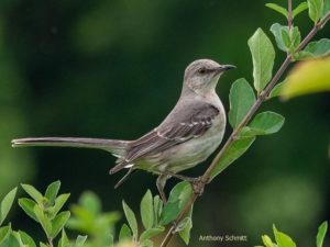 What Makes A Bird? @ Fairfield County District Library‘s Northwest Branch