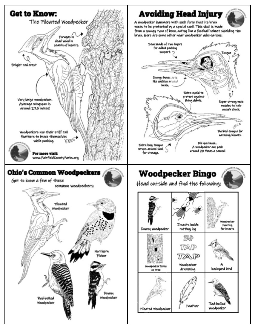 Nature Connection – Fairfield County Park District