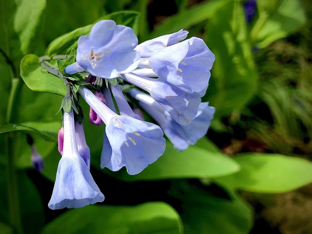 Virginia Bluebells