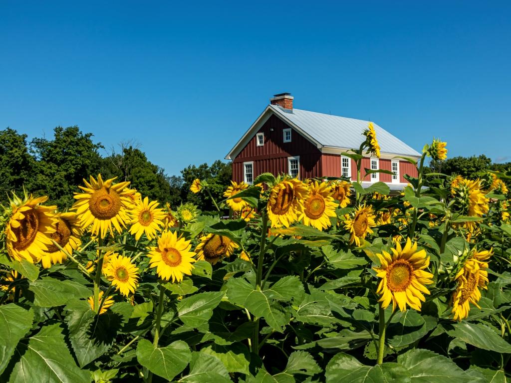 Sunflowers Everywhere! Sunflowers at Smeck Park