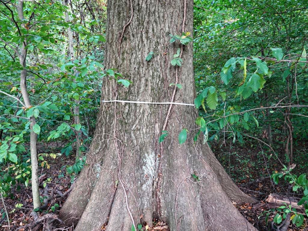 Old-Growth Tree at Coyote Run