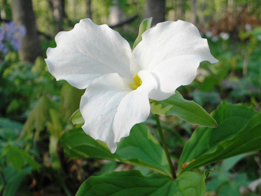 Great White Trillium, Ohio's Official Wildflower