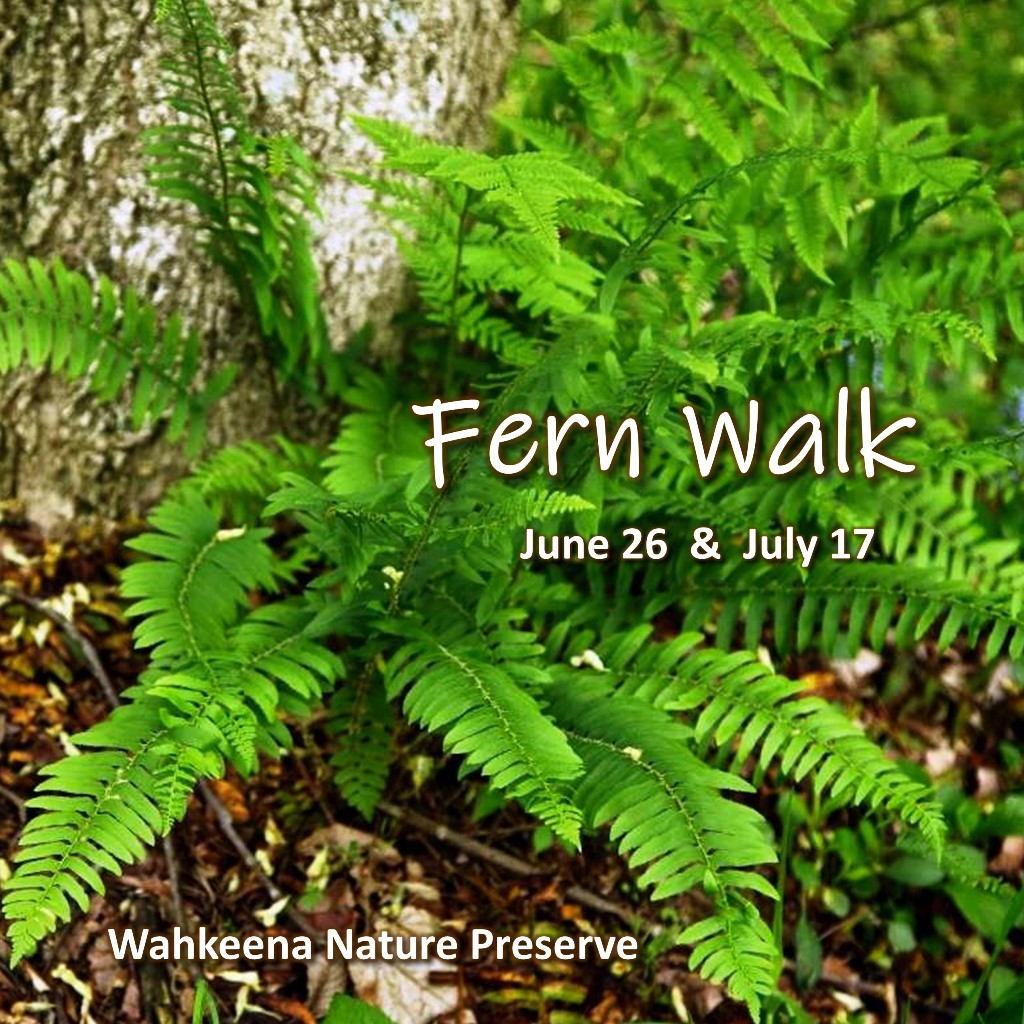 Fern Walk - June 26 & July 17, 2022 - Wahkeena Nature Preserve