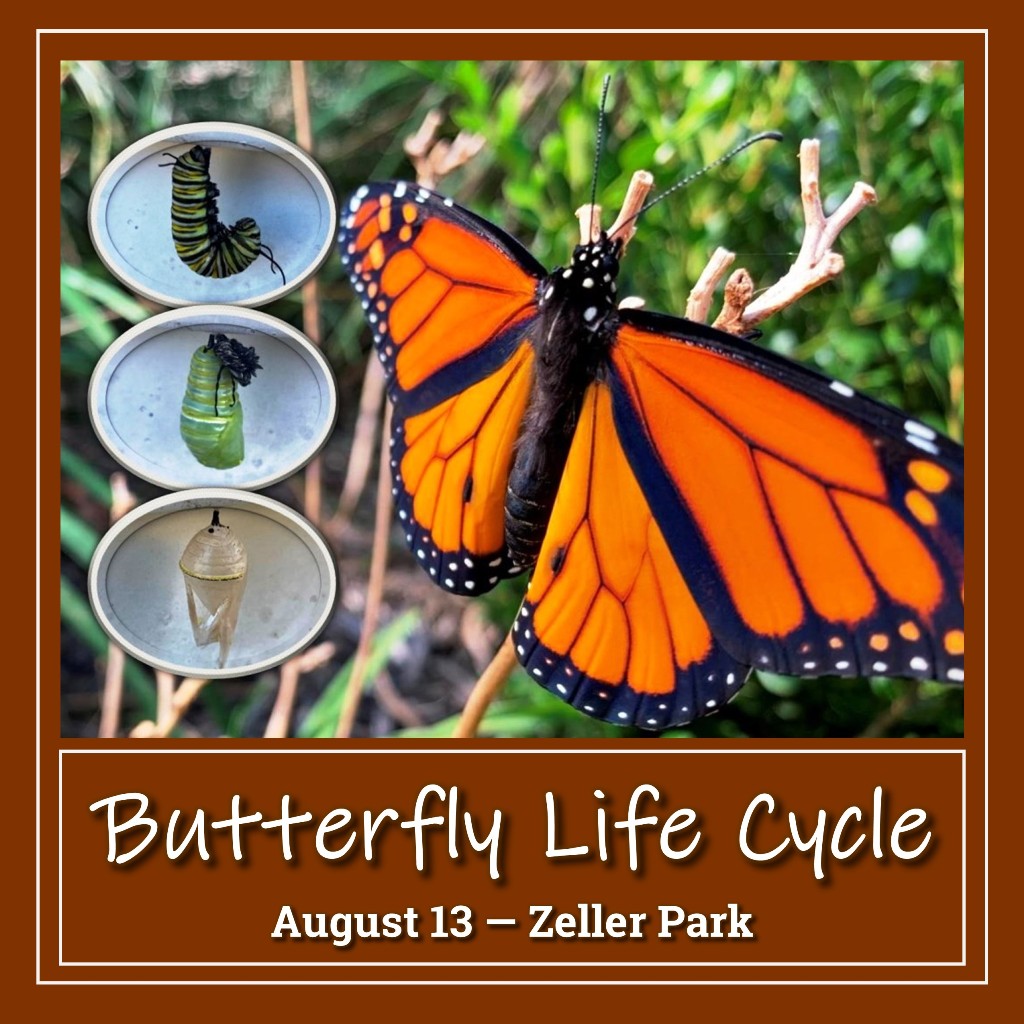butterfly-life-cycle-activity-zeller-park-fairfield-county-park