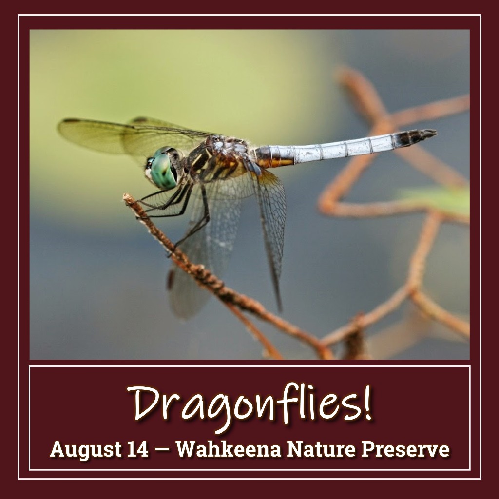 Dragonflies (Wahkeena Nature Preserve) - August 14, 2022