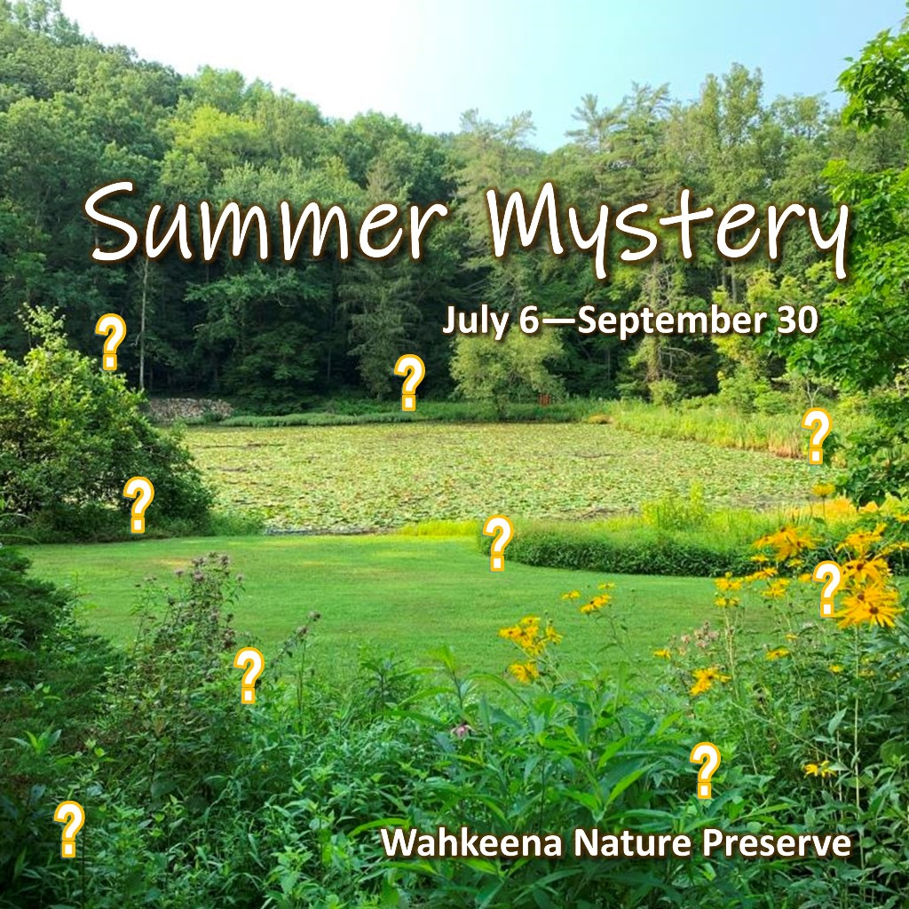 Summer Mystery 2022