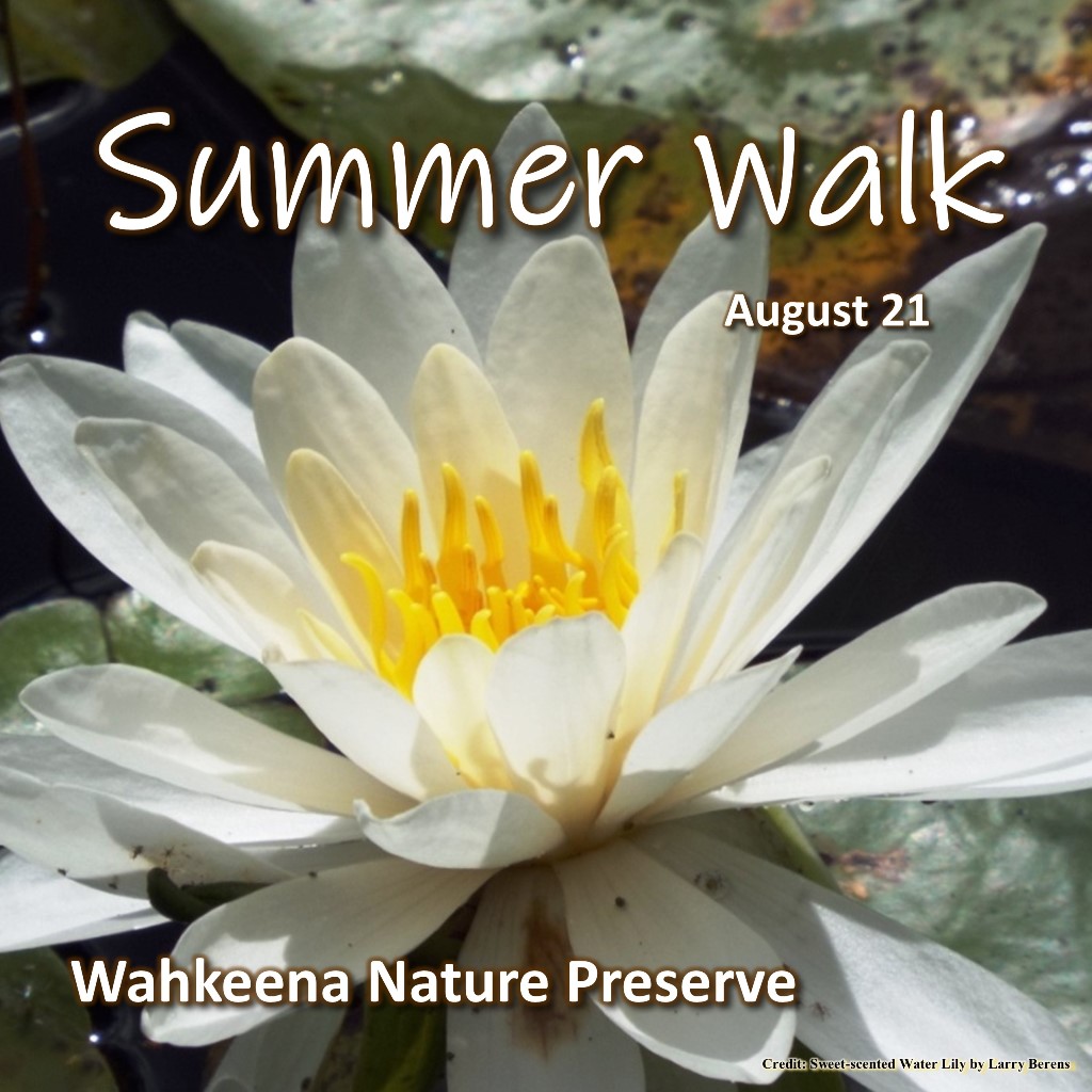 Summer Walk - August 21, 2022, at Wahkeena Nature Preserve