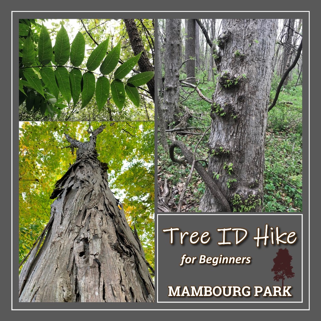 Tree ID Hike for Beginners at Mambourg Park