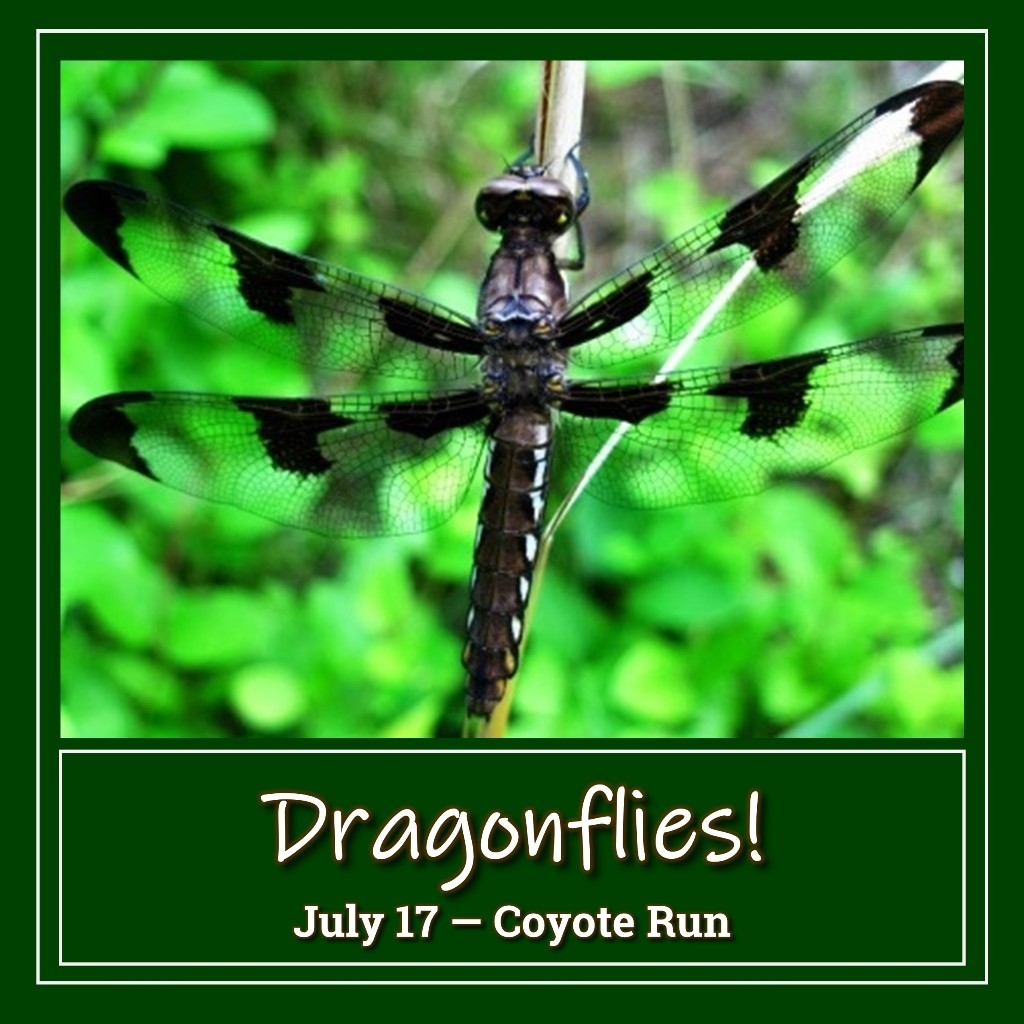 Dragonflies! at Coyote Run - July 17, 2022