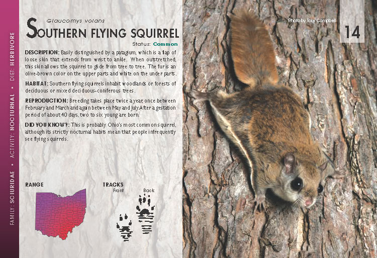 Flying Squirrels (Reservations Required)