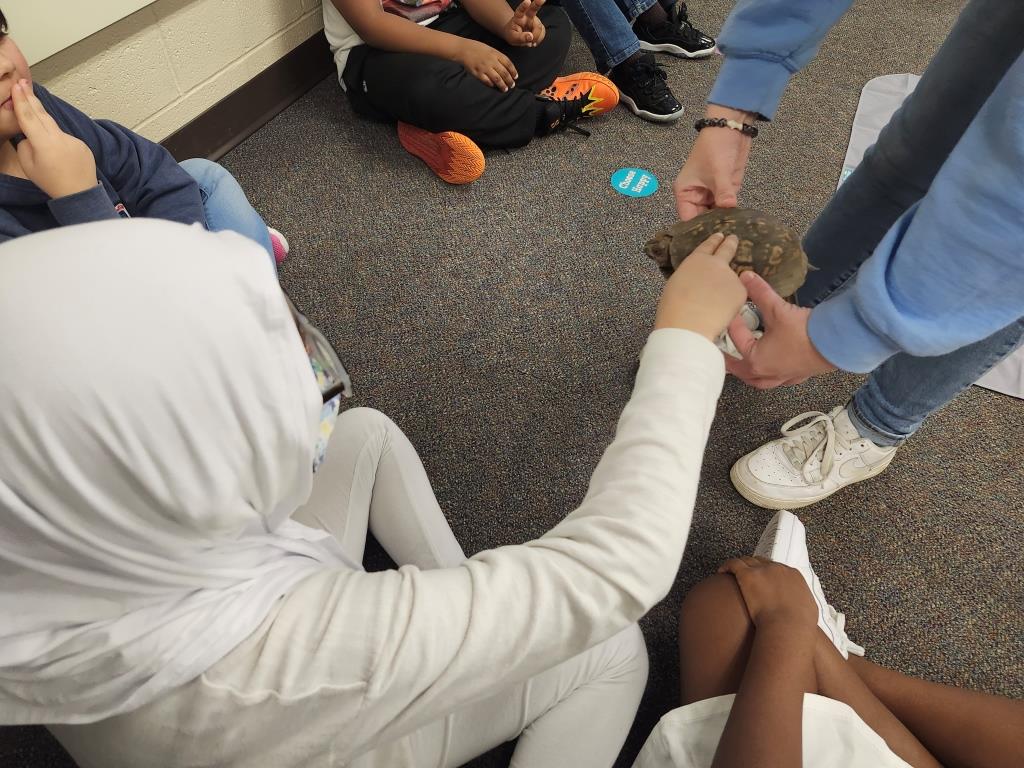 Child touching Eastern Box Turtle Shelldon during outreach program at a local school.