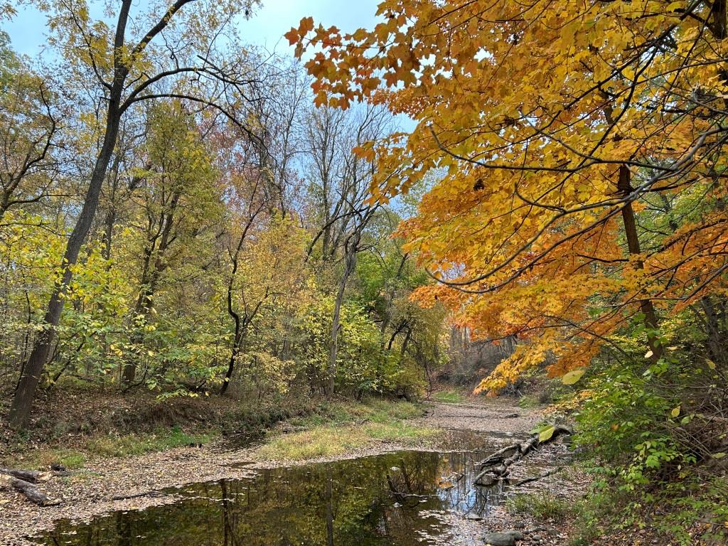 Walnut Creek in Autumn