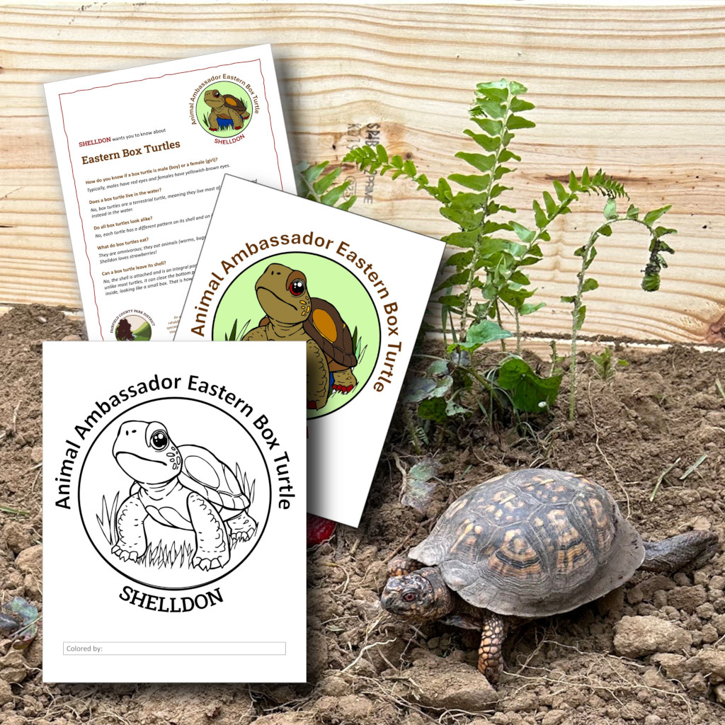Shelldon Coloring Contest (Mambourg Park)