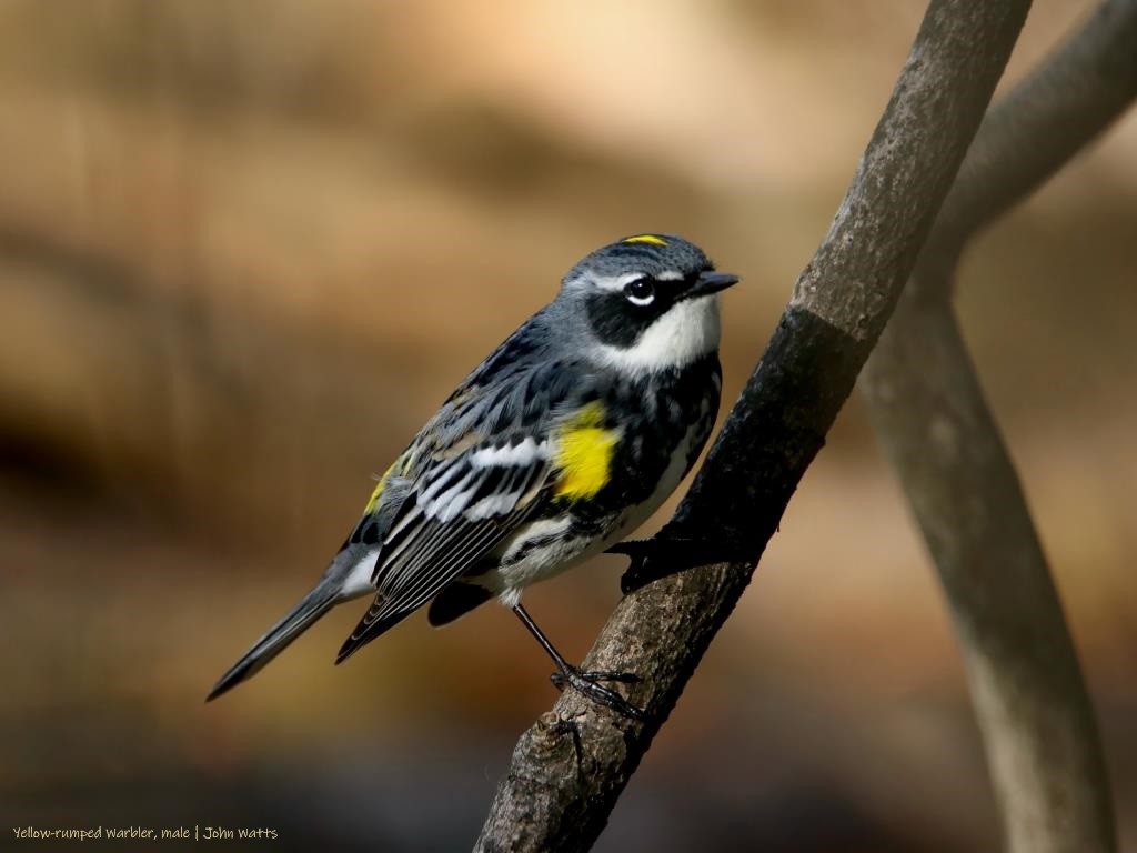 Birding Hike (Smeck Park)