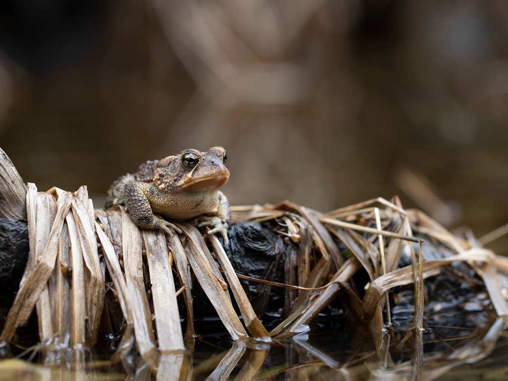 Intro to Nature Photography (Wahkeena Nature Preserve)